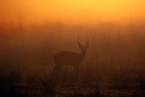 Morning Mists