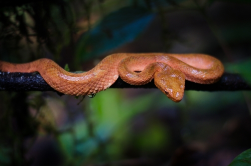 Malabar Pit Viper