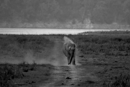 The Dust Bath 