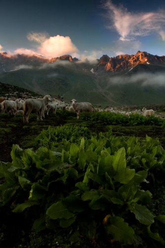 Alpine Shepherds