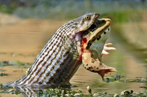 The Death Grip : One's Death other's Life