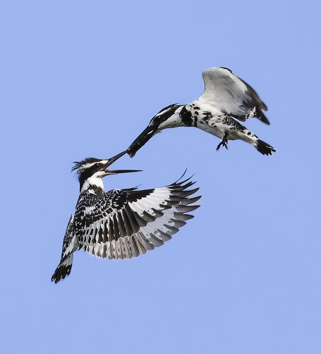 Feeding in air