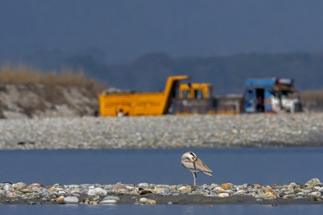 Habitat Loss....The Mourning Thick-knee.