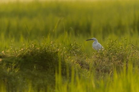 GOLDEN LIGHT CHARM