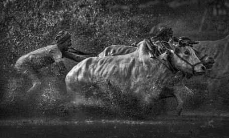 The Bull Race 