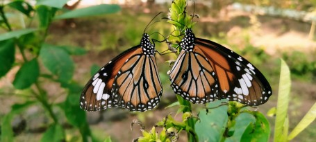 Love butterflies