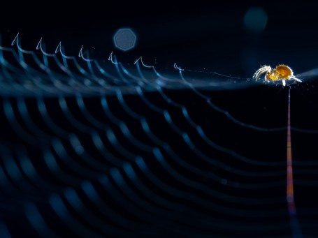 On a perfect web