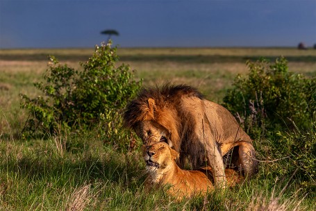 The Royal Intimacy 