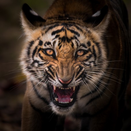 The daring Tiger cub