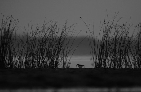 Hunting for breakfast