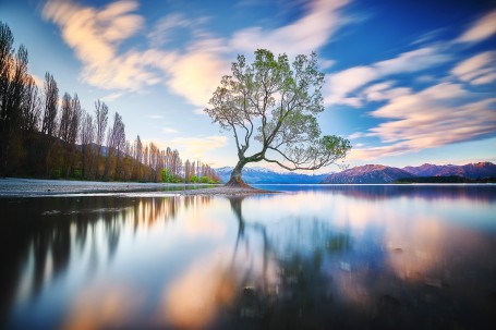 That Wanaka Tree