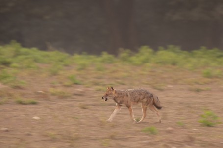 Golden Jackal on Hunt