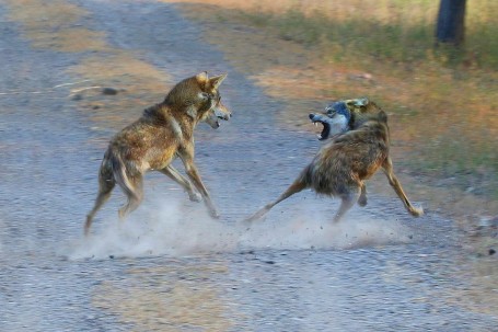 Wolf War on Street