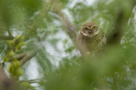 A CURIOUS LOOK!