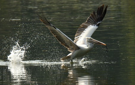 A splash and a dash