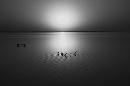 Group of Egrets