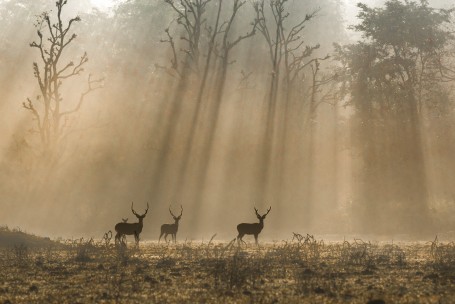 Stags on a foggy morning