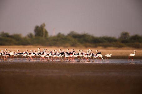 On your mark. Get set. Go. - Flamingo Squad