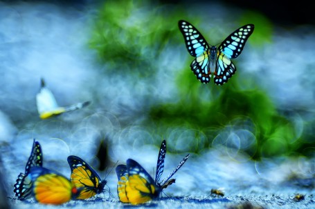 Flying colours