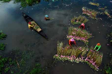 Waterlily harvesting