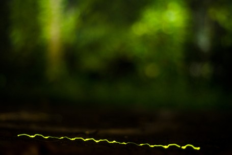 Walking lantern