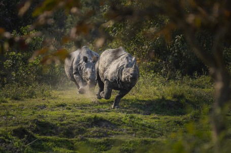 RHINO CHASING RHINO