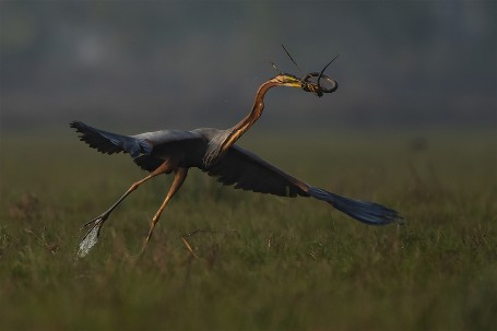 purple heron flight with snake