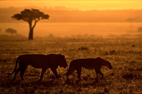 Mr n Mrs Simba on morning walk in golden light