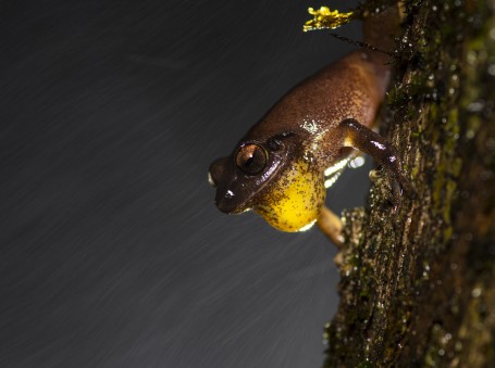 Calling inside rain