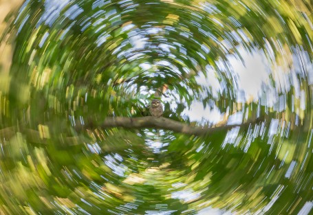 Owl in the cyclone 