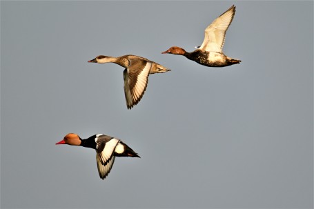 Red crested Pochard 