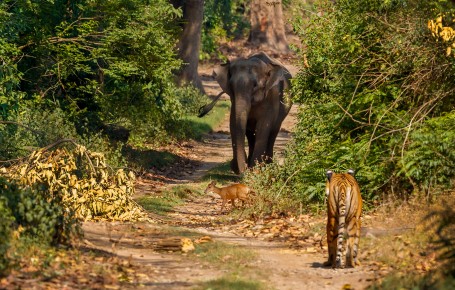 The Confused Barking Deer