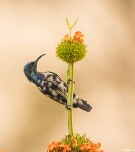 Posing sunbird 