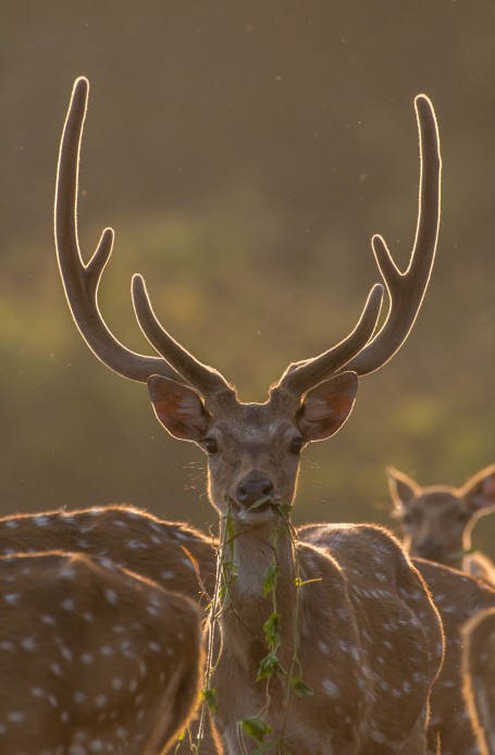 Antlers on fire