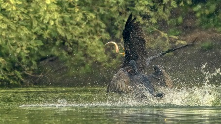 Losing the fish