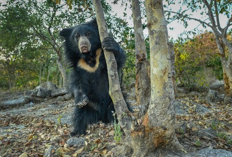 Sloth Bear at Wide Angle