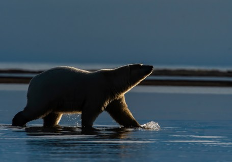 Polar Bear At Sunrise