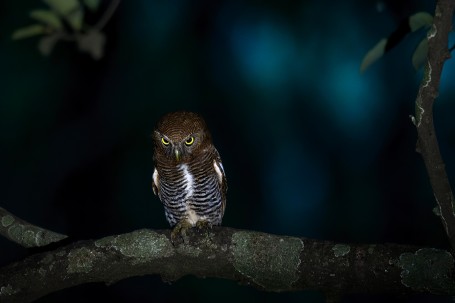 Gostly Owlet