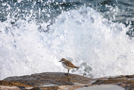 Plover By The Bay