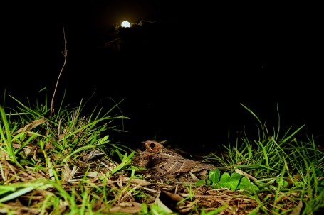 Night with the Nightjar 