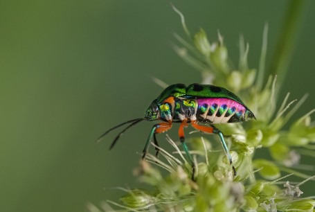 JEWEL BUG 