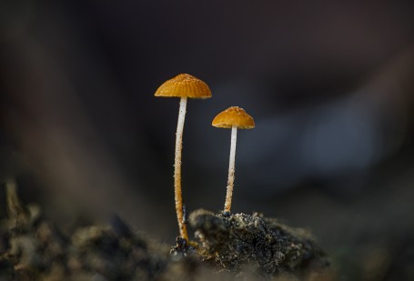 MINIATURE FUNGI