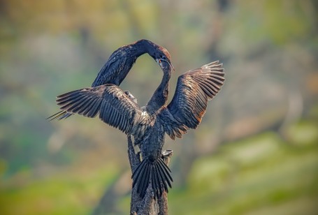 MOTHER FEEDING 