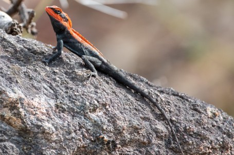 Rock Lizard 