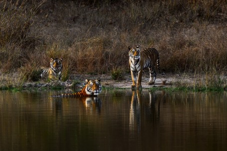 Tiger family