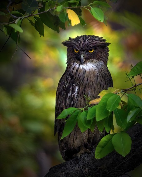 Brown Fish Owl