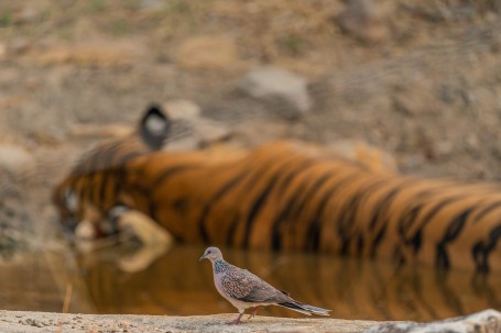 A spotted Dove daring a sleeping beast...