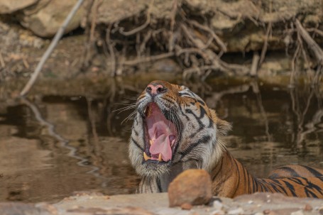 A yawn so deadly... imagine a lethal bite