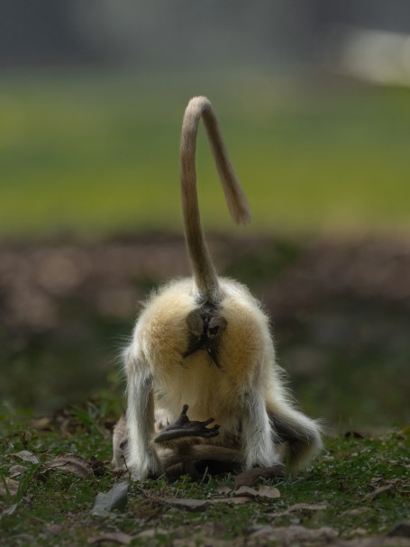 Langurs