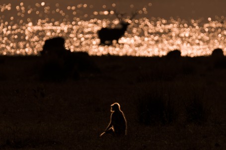 Swamp Deer & Langur